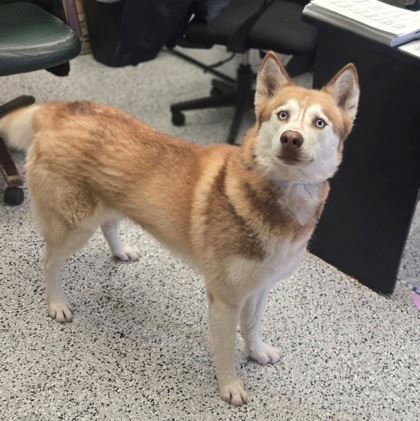 bc471b18-1259-41c4-bd03-bf4a96e2b7e1